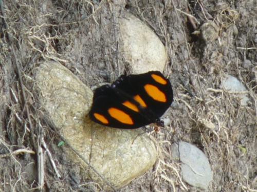 Réf. 194 117 : Catonephele numilia